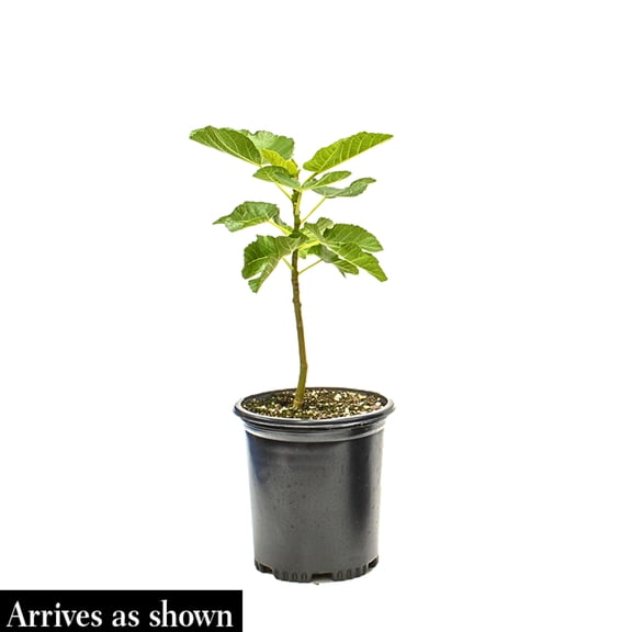Direct Gardening 1 Gal. Pot, Fignomenal Fig Tree Potted Fruit Bearing Plant