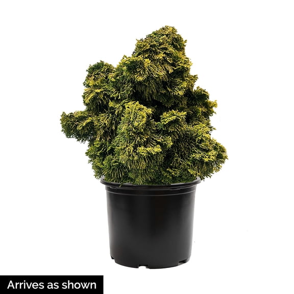 Direct Gardening 1 Gal. Pot, Hinoki Gold Fernspray Cypress Potted Evergreen Shrub