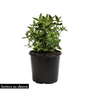 Direct Gardening 1 Gal. Pot, Hummingbird White Flowering Summersweet Bush Potted Shrub