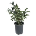 thumbnail image 1 of Direct Gardening 1 Gal. Pot, Little Moses Dwarf Burning Bush Potted Flowering Shrub, 1 of 7