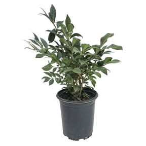 Direct Gardening 1 Gal. Pot, Little Moses Dwarf Burning Bush Potted Flowering Shrub