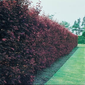 Direct Gardening 1 Gal. Pot, Purple Leaf Sand Cherry Cistena Plum Potted Flowering Shrub