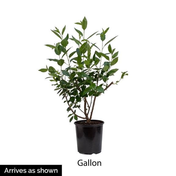 Direct Gardening 1 Gal. Pot, Romeo Dwarf Bush Cherry Potted Fruit Bearing Plant