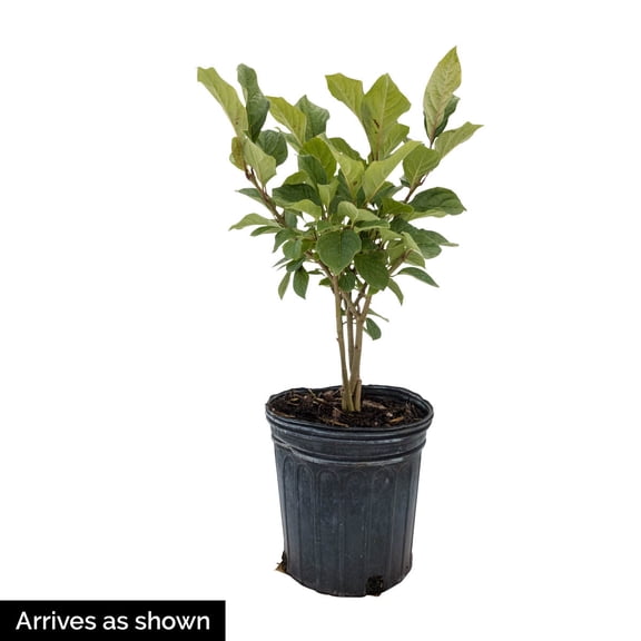 Direct Gardening 1 Gal. Pot, Royalty Lilac Potted Purple Flowering Shrub