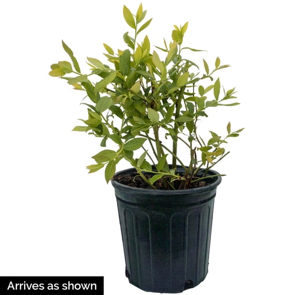 Direct Gardening 1 Gal. Pot, Tophat Dwarf Blueberry Bush Potted Fruit Bearing Plant