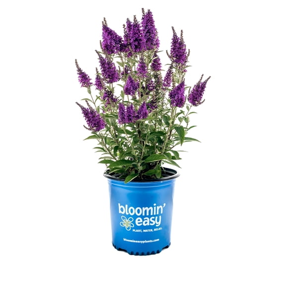 Direct Gardening 2 Gal. Pot, Birthday Cakeâ„¢ Butterfly Bush Shrub Potted Purple Flowering Plant