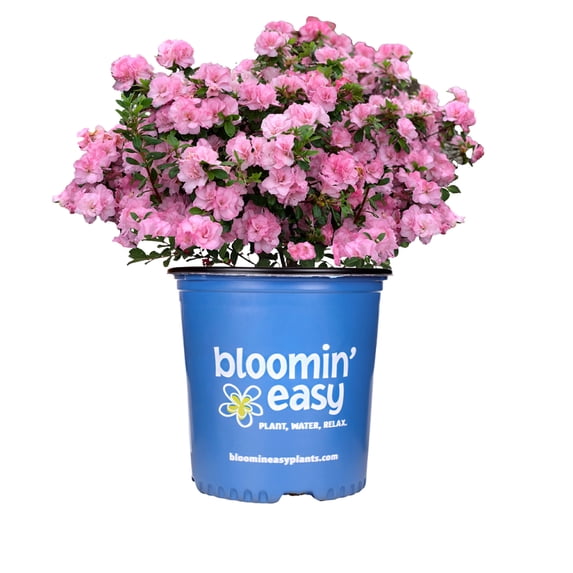 Direct Gardening 2 Gal. Pot, Ever After™ Blush Pink Flowering Reblooming Azalea Shrub Potted Plant