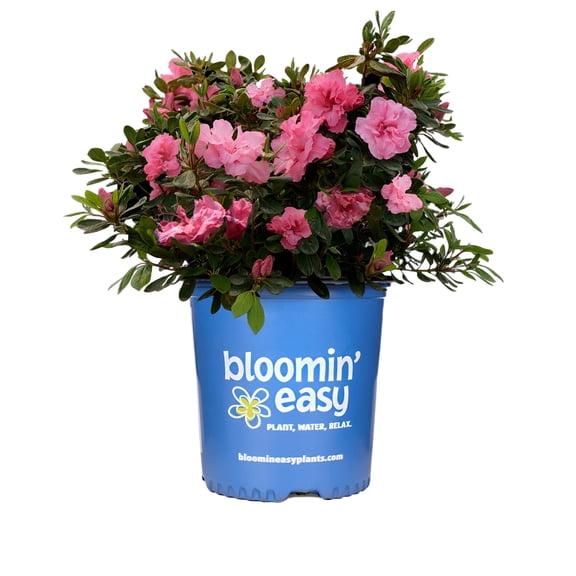Direct Gardening 2 Gal. Pot, Ever After Pink Flowering Reblooming Azalea Shrub Potted Plant