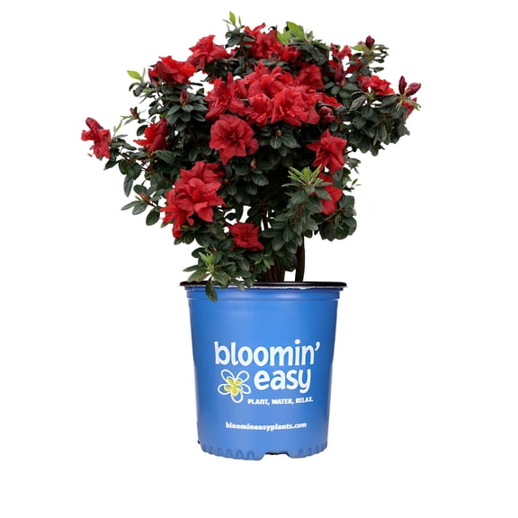 Direct Gardening 2 Gal. Pot, Ever After™ Ruby Red Flowering Azalea Shrub Potted Plant