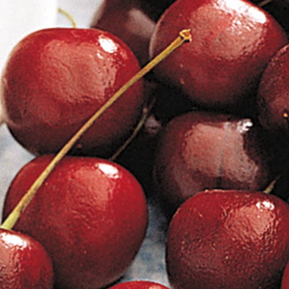 Direct Gardening 2 Gal. Pot, North Star Cherry Potted Starter Fruit Bearing Tree