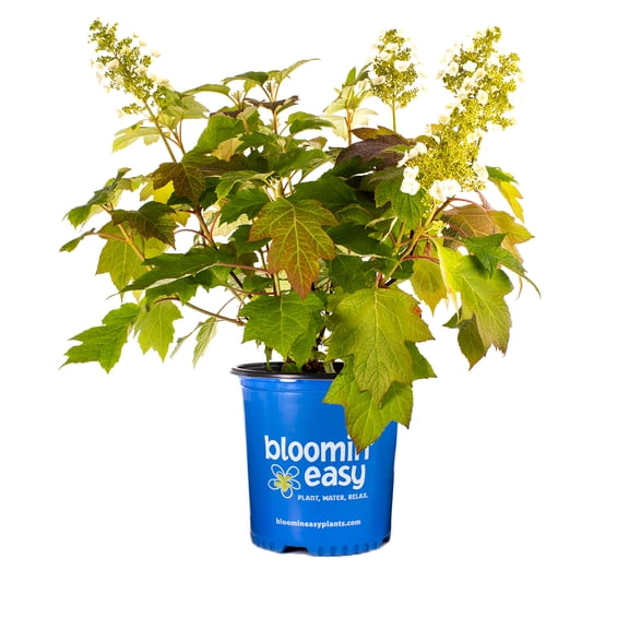 Direct Gardening 2 Gal. Pot, Toy Soldier Oakleaf Hydrangea Bush Potted White Flowering Shrub