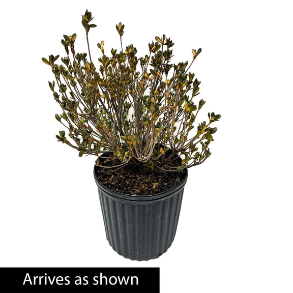 Direct Gardening 3 Gal. Pot, Girard Crimson Azalea Potted Flowering Broadleaf Evergreen Shrub