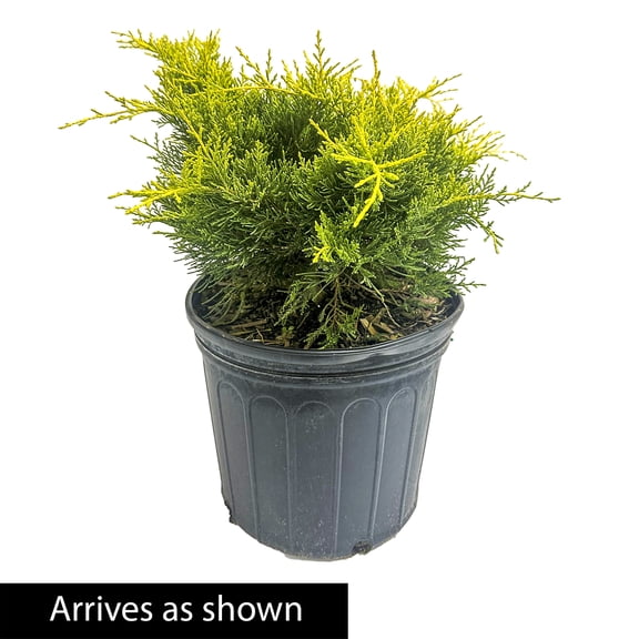 Direct Gardening 3 Gal. Pot, Gold Pfitzer Spreading Juniper Potted Evergreen Shrub