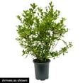 thumbnail image 1 of Direct Gardening 3 Gal. Pot PJM Elite Star Rhododendron Broadleaf Evergreen Purple Flowering Shrub, 1 of 6