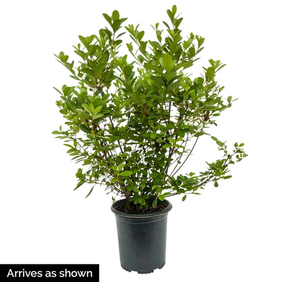 Direct Gardening 3 Gal. Pot PJM Elite Star Rhododendron Broadleaf Evergreen Purple Flowering Shrub