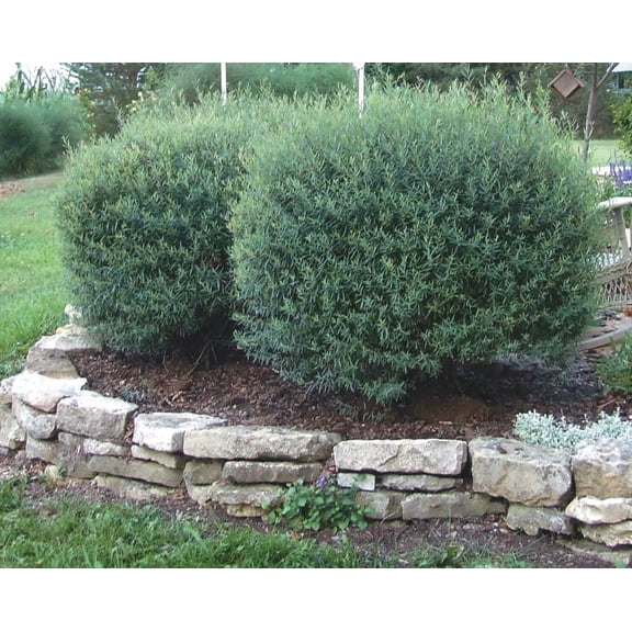 Direct Gardening 3 Gal. Pot, White Flowering Willow Potted Flowering Shrub