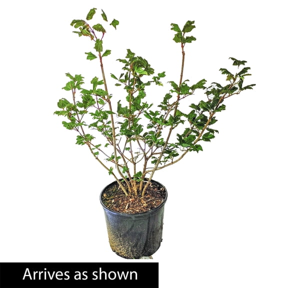 Direct Gardening 3 Gal. Pot, Wyldewood Elberberry Bush Potted Flowering Shrub