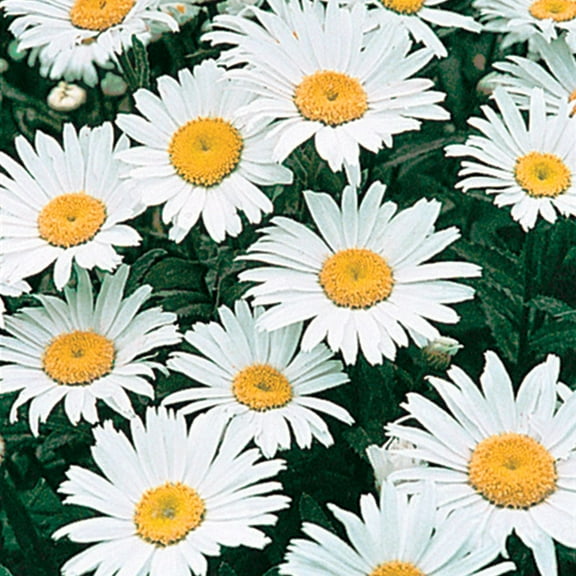 Direct Gardening Alaska Shasta Daisy Potted White Flowering Perennial Starter Plant Grown in a 4 Inch Pot, 1 Per Offer