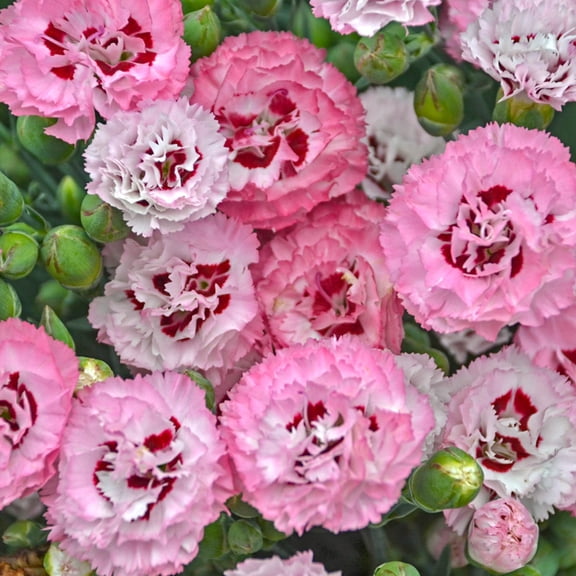 Direct Gardening Appleblossom Burst Dianthus Dormant Bare Root Pink Flowering Perennial Starter Plant