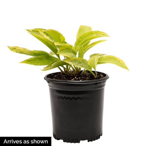 Direct Gardening August Moon Hosta 1 Gallon Potted Yellow Foilage Shade Perennial Plant