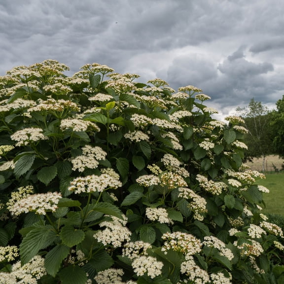 Direct Gardening Autumn Jazz Viburnum Flowering Shrub Potted Plant