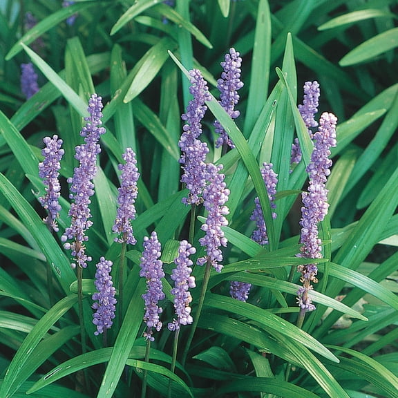 Direct Gardening Big Blue Lily Turf Liriope Potted Groundcover Flowering Perennial Plant