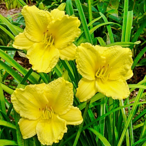 Direct Gardening Big Time Happy Reblooming Daylily, Dormant Bare Root Yellow Flowering Perennial Starter Plant Roots