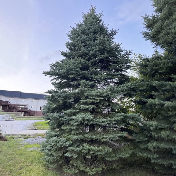 Direct Gardening Black Hills Spruce Tree Potted Evergreen Shrub Grown in a 1 Gal Pot, 1 Per Offer