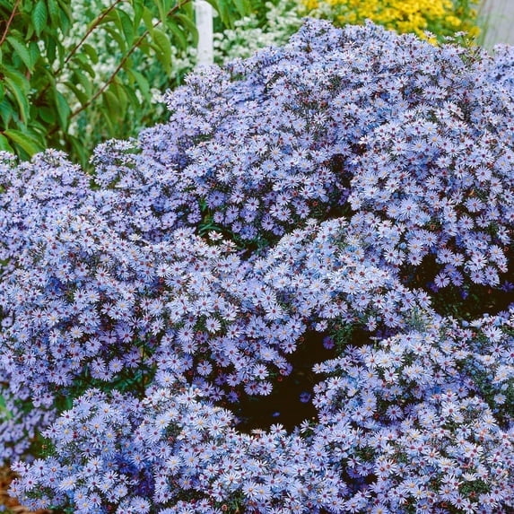 Direct Gardening Blue Flowering American Aster Symphyotricum Potted Fall Flowering Perennial Plant Grown in a 4 Inch Pot, 1 Per Offer