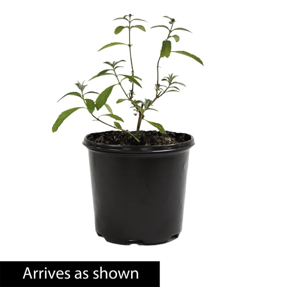 Direct Gardening Blue Ribbon Butterfly Bush Buddleia 1 Gallon Potted Flowering Shrub