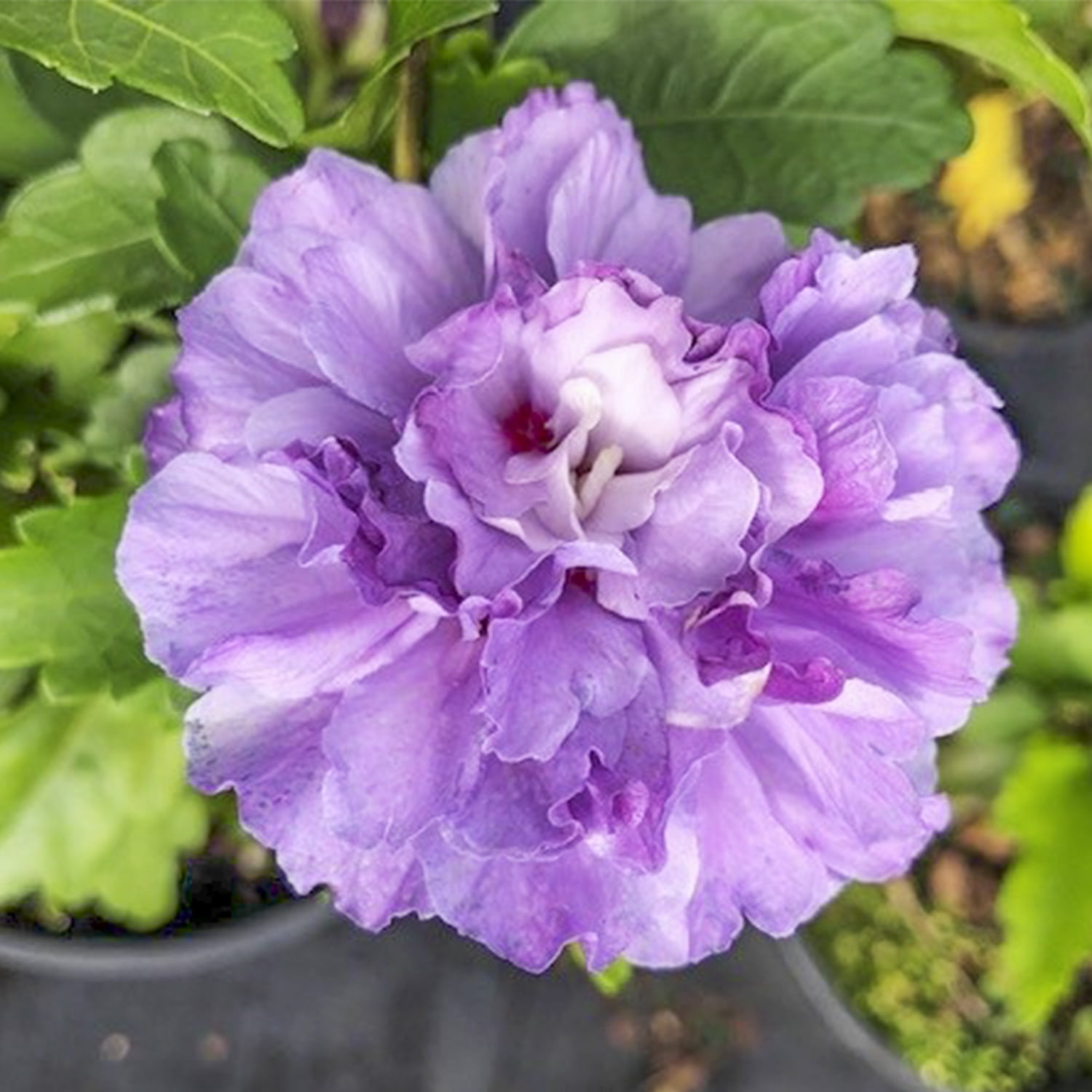 Direct Gardening Blueberry Smoothie Althea Rose of Sharon Dormant Bare ...