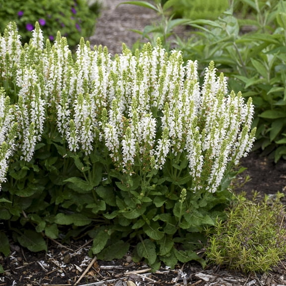 Direct Gardening Bumble Snow Salvia Dormant Bare Root White Flowering Perennial Starter Plant