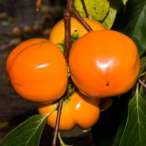 Direct Gardening Caramel Cocktail Persimmon Potted Starter Fruit Tree