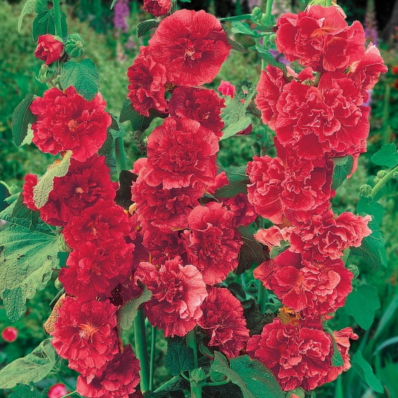 Direct Gardening Chaters Double Red Flowering Hollyhock Dormang Bare Root Perennial Starter Plants 3 PK