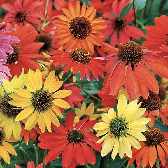 Direct Gardening Multicolor Coneflower Mixture Dormant Bare Root Flowering Perennial Starter Plant