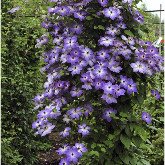 Direct Gardening Cloudburst Clematis Vine Potted Perennial Starter Plant, One per Offer
