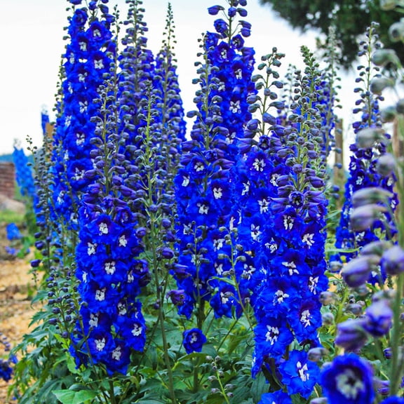 Direct Gardening Cobalt Dreams Delphinium Dormant Bare Root Blue Flowering Perennial Starter Plant