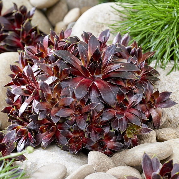 Direct Gardening Coconut Crystal Hens and Chicks Dormant Bare Root Groundcover Perennial Starter Plant