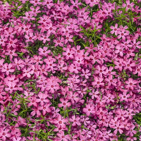 Direct Gardening Crimson Beauty Creeping Phlox Dormant Bare Root Red Flowering Perennial Groundcover Starter Plants 3 Pk