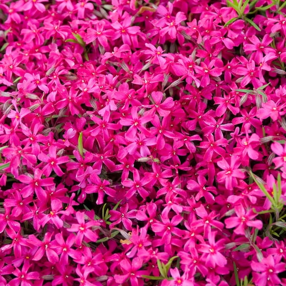 Direct Gardening Crimson Beauty Creeping Phlox Ground Cover Starter Plant, 1 plant per offer