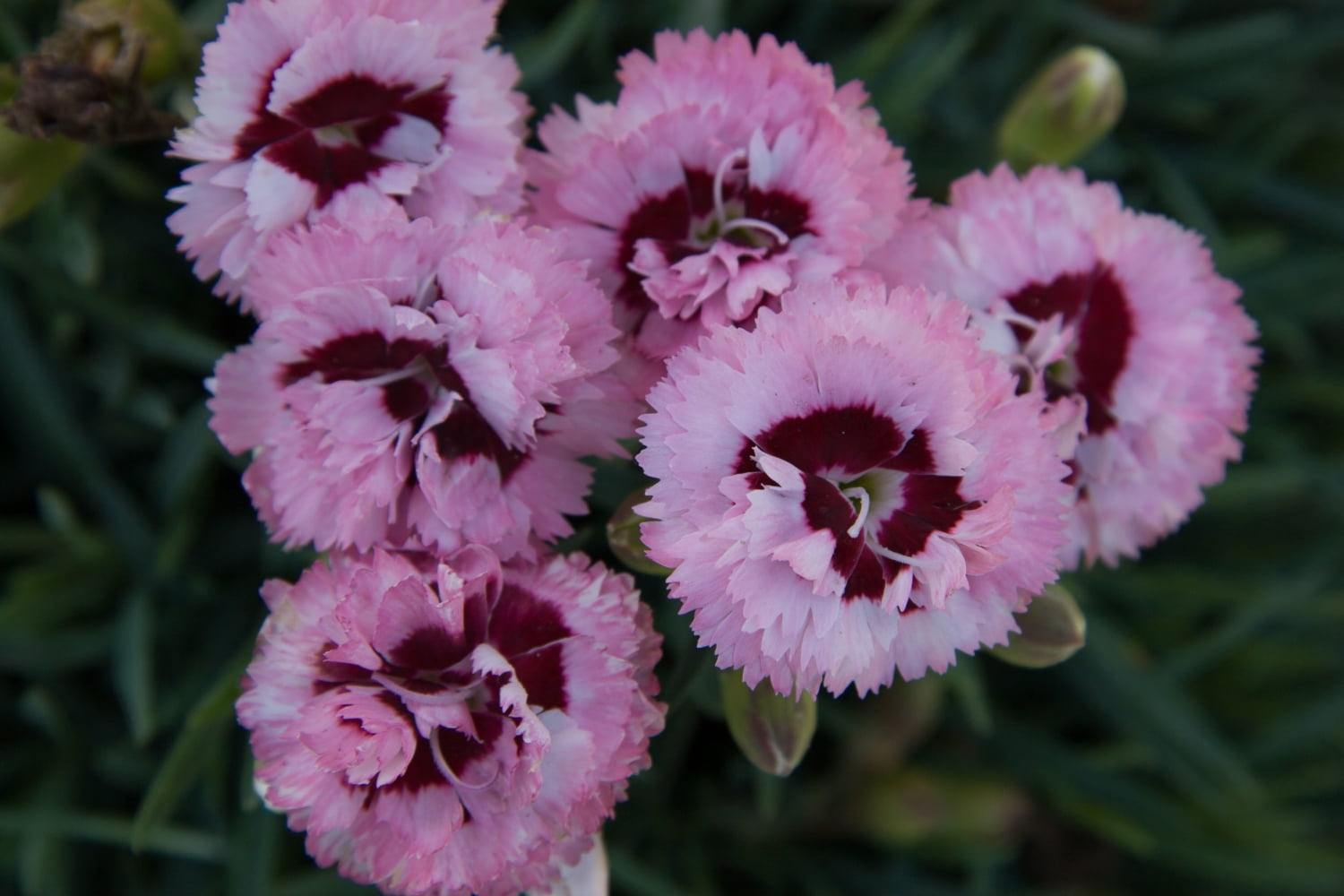 Direct Gardening Cute as a Button Dianthus Dormant Bare Root Pink ...