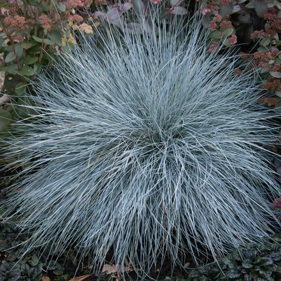 Direct Gardening Elijah Blue Fescue Ornamental Grass Dormant Bare Root Perennial Starter Plant