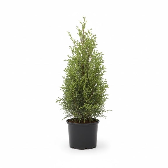 Direct Gardening Emerald Green Arborvitae Tree Live Evergreen Shrub, 1-Gallon Potted Plant, 1' to 2' Tall