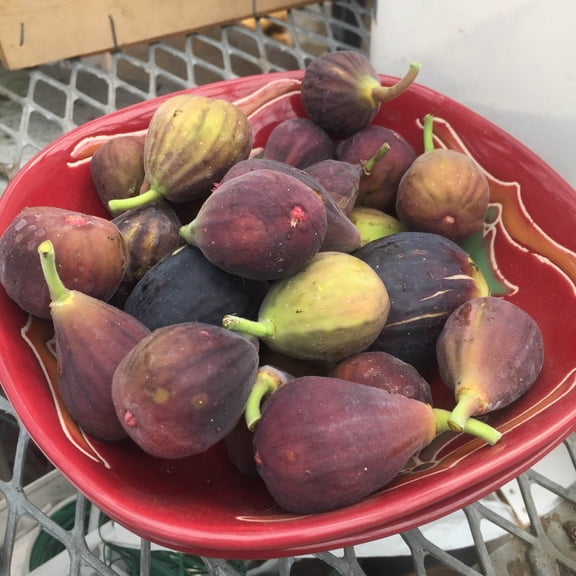 Direct Gardening Everbearing Fig Tree Dormant Fruit Bearing Starter Plant