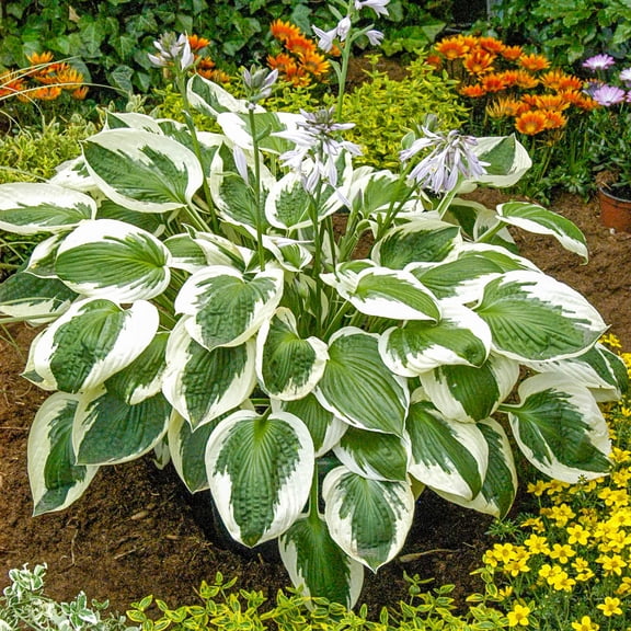 Direct Gardening Fantabulous Hosta 3 Gallon Potted Shade Perennial Plant
