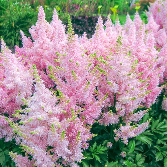 Direct Gardening Federsee Pink Flowering Astilbe Kit Dormant Bare Root Shade Loving Perennial Starter Plants 5 Pk