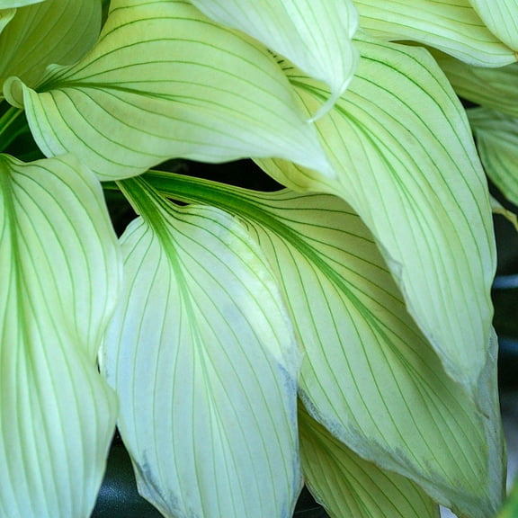 Direct Gardening Filigree Hosta Dormant Bare Root Shade Perennial Starter Plant, One per offer