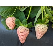 Direct Gardening Florida Pearl Strawberry Potted Fruit Bearing Plants, 4-pack