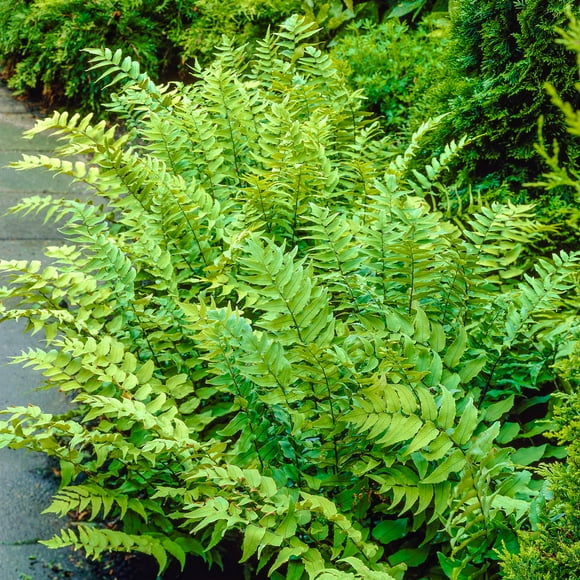 Direct Gardening Fortune Cold Hardy Fern Potted Perennial Plant