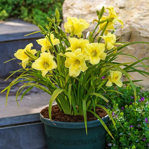 Direct Gardening Fragarent Returns Reblooming Daylily Dormant Bare Root Yellow Flowering Perennial Starter Plant Roots 3 Pk